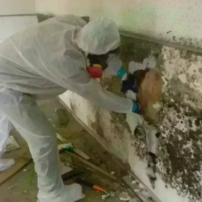 Mold Remediation and Removal in Redland, TX